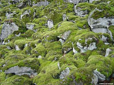 Blockhalde_Steinkopf_400