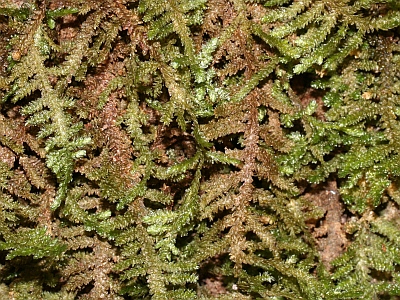 Neckera_intermedia_400