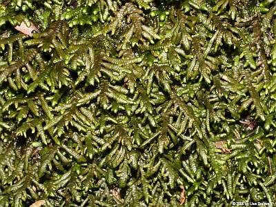 Porella_canariensis_400