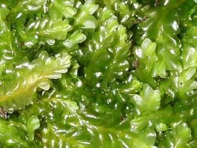 Saccogyna_viticulosa_6999_400