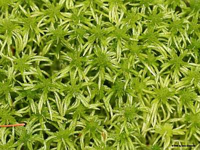 Sphagnum_girgensohnii_400